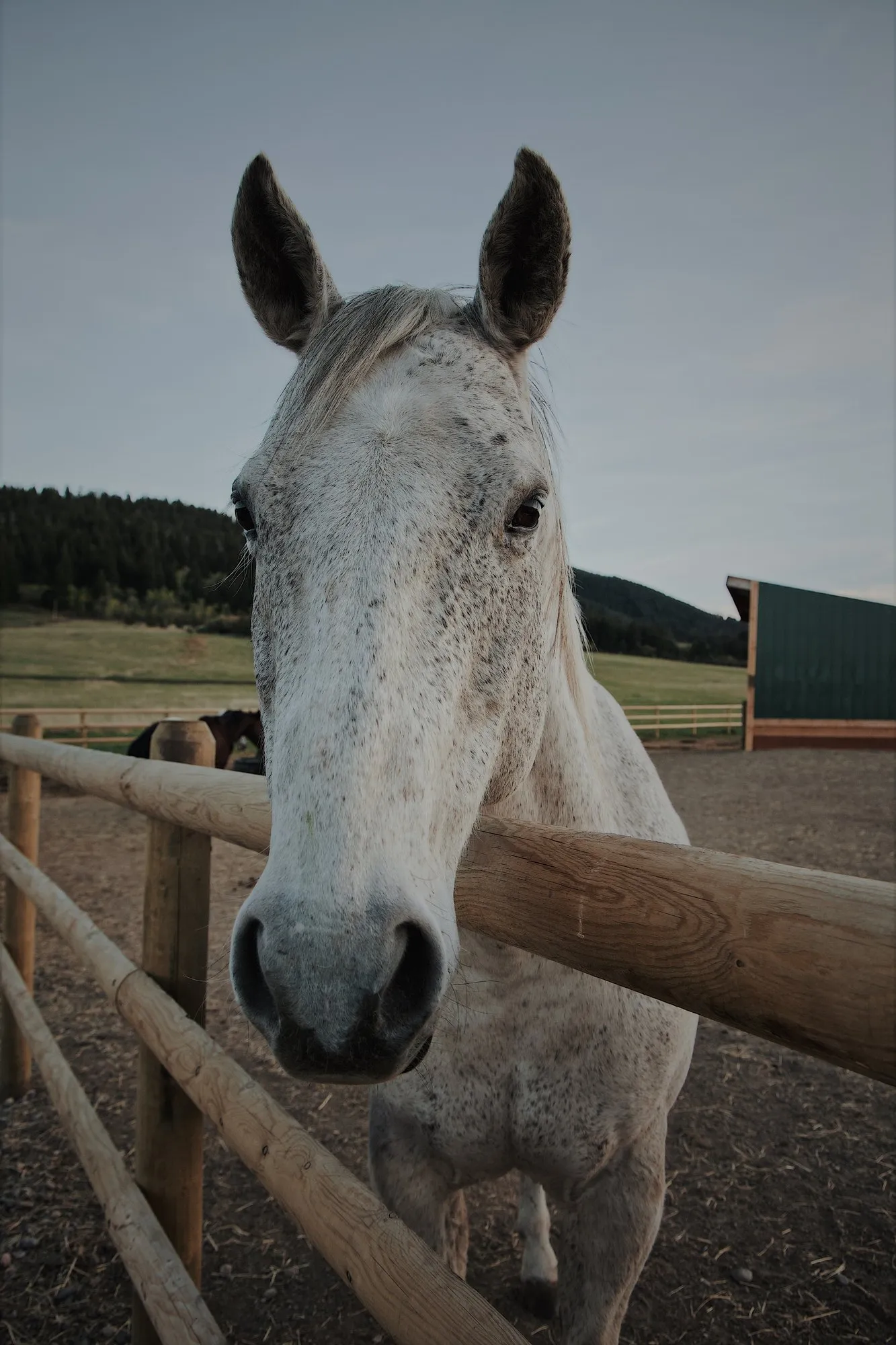 A grey horse at the rail, ready for a session