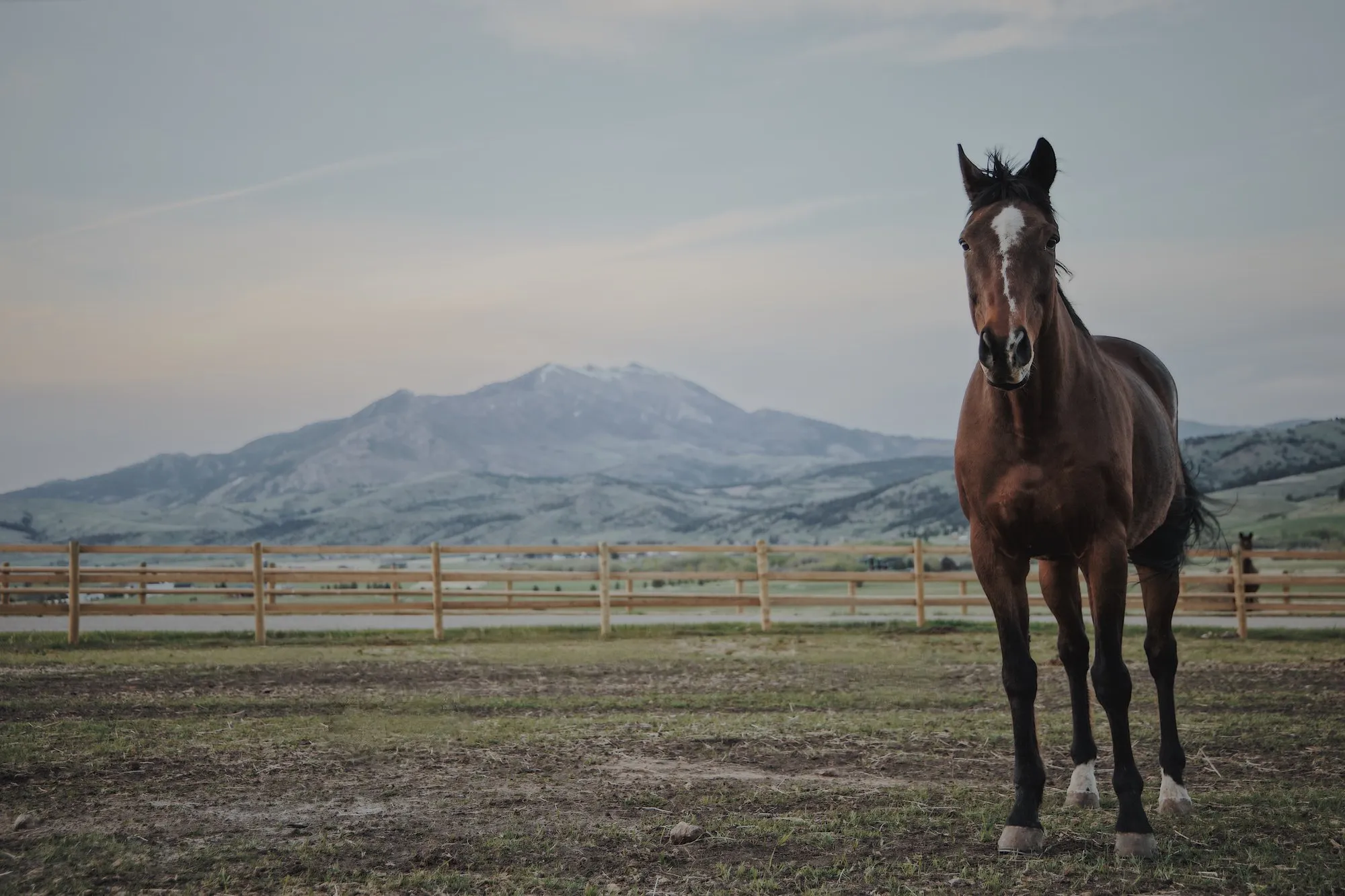 A bay horse in the paddock, snow on the peaks behind